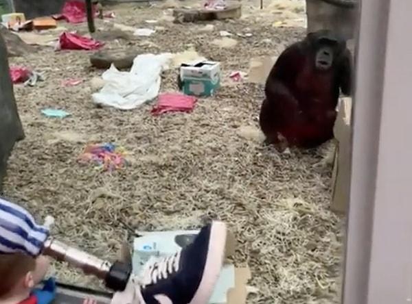 Bir hayvanat bahçesinde ziyaretçi bir şempanzeye protez bacağını gösterdi.