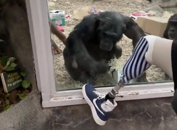 Diğer şempanzelerinde şaşkınlıkla adamın bacağını izlediği anlar sosyal medaya viral oldu.