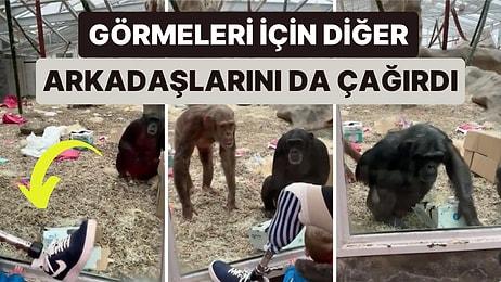 Hayvanat Bahçesinde Bir Şempanze Gelen Ziyaretçinin Protez Bacağını Karşısında Şok Olup Arkadaşlarını Çağırdı