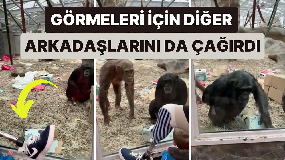 Hayvanat Bahçesinde Bir Şempanze Gelen Ziyaretçinin Protez Bacağını Karşısında Şok Olup Arkadaşlarını Çağırdı