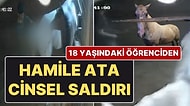 Ahırda Hamile Ata Cinsel Saldırıda Bulundu, Güvenlik Kamerasına Yakalandı!
