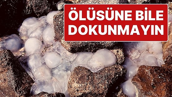 Bir Bölgede Daha Denizanaları Kıyıya Vurdu: “Ölüsüne Bile Sakın Dokunmayın”