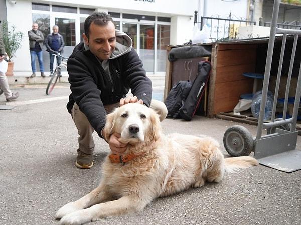 Samsunlu 61 yaşındaki esnaf Bülent Petek, 10 yıl önce dükkanının önünde pitbull saldırısına uğrayan golden cinsi yavru köpeği tedavi ettirip sahiplendi. Dükkanında ve evinde yanından ayırmadığı 'Kont' ismini verdiği köpek, yıllar sonra başına iş açtı. İddiaya göre köpek, 29 Ağustos 2017 tarihinde yazlık evlerinde komşularına misafirliğe gelen Dr. Ferda Turutoğlu'na havladı. Korkup kaçmaya çalışırken düşen doktor, ayağını kırdı. Kadın doktor, köpeğin sahipleri Bülent ve eşi Nuran Petek'ten şikayetçi oldu.