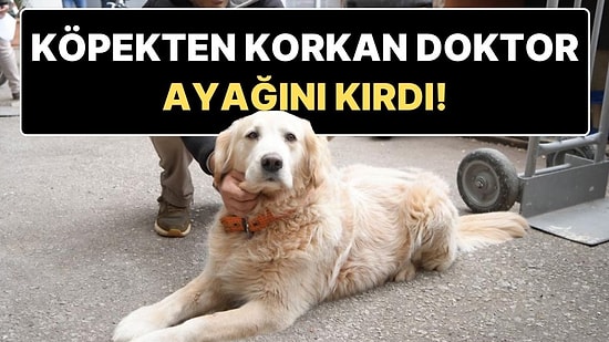 Köpekten Korkup Düşen Doktor Ayağını Kırdı: Mahkeme Köpeğin Sahibine 700 Bin TL Ceza Verdi