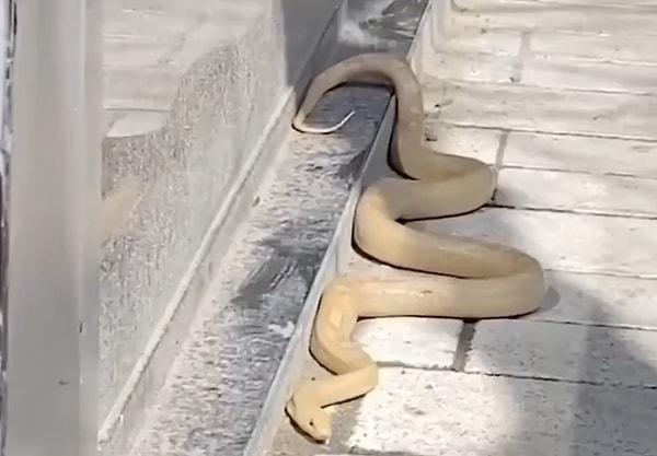 İstanbul'da sokak ortasında görülen dev yılan paniğe sebep oldu.