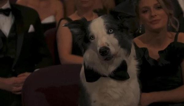 "Anatomy of a Fall" Dog Messi Claiming His Own Seat at the Oscars: