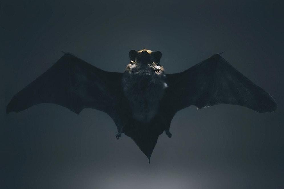 Engineers' Dream Comes True: Science World Speaks of Talking Robot Bat