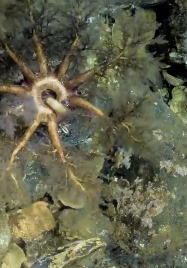 Ancak görselde gördüğümüz deniz canlısı da Holothuroidea sınıfını kapsayan ‘Echinodermata’lardan bir deniz hıyarı.