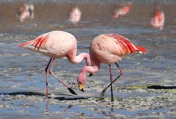 Doğadaki en ilginç hayvanlardan biri olan flamingolar yavrularını besleme yöntemleri ile dikkat çekiyorlar.