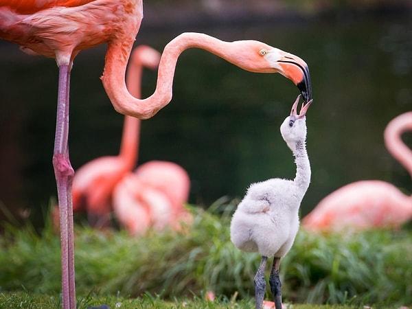 Bu sayede yavru gerekli besine kavuşuyor. Üretilen özel süt, flamingo yavrularının sağlıklı bir şekilde büyümeleri için gerekli olan önemli besin maddelerini içeriyor.