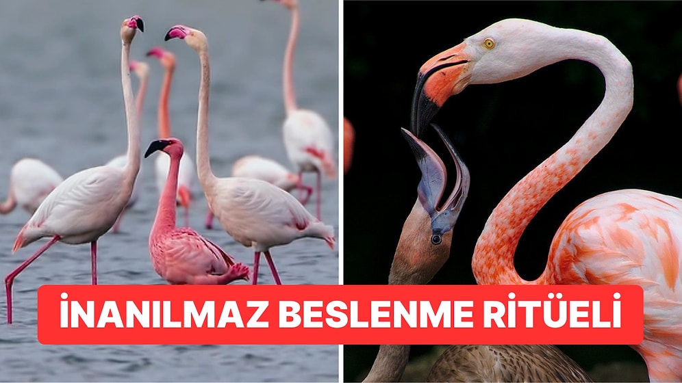 Flamingoların Yavrularını Beslemek İçin Kullandıkları Akıl Almaz Yöntem Görenleri Hayrete Düşürdü!