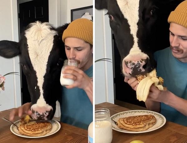 Bir adam da evinde beslediği inekle kahvaltı yapmaya çalıştığı anları paylaştı.