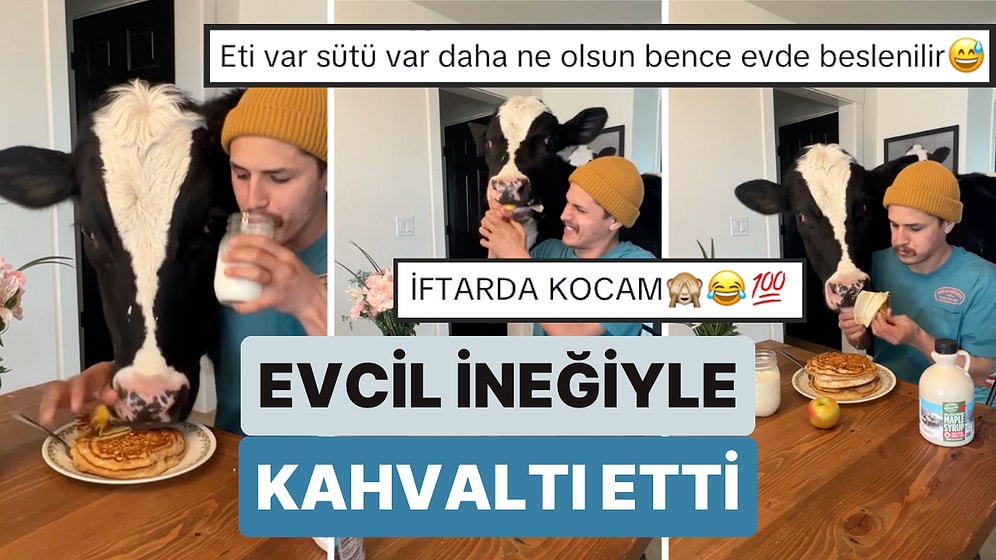 Koyun Gülçin'e Rakip Geldi! Evinde Beslediği İneğiyle Kahvaltı Yapmaya Çalışan Adamın Zor Anları