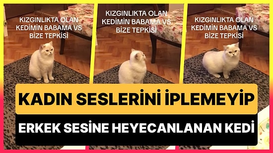 Kızgınlık Döneminde Olan Kedinin Kadın Seslerini İplemeyip Erkek Sesi Duyunca Heyecanlandığı Efsane Anlar