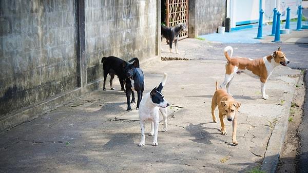 Daha önce valilikler aracılığıyla yapılan sayımla, Türkiye genelinde 2,8 milyon başıboş köpek olduğu tespit edilmişti.