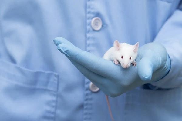 Birkaç ayda bir yapılacak olan aşı, şu anda fareler üzerinde test ediliyor. Başarılı olursa, önümüzdeki birkaç yıl içinde insanlar üzerinde denemelere geçilecek.