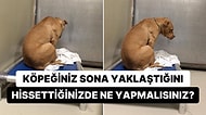 Evcil Hayvan Yas Uzmanı Köpeğinizin Yürek Parçalayıcı Son Anlarıyla Nasıl Başa Çıkacağınızı Anlattı