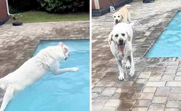 Köpekler havuzun tadını çıkarırken kadının verdiği mücadele izleyenleri gülümsetti.