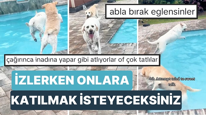 Köpeklerini Bir Türlü Havuzdan Çıkaramadığı İçin Randevusuna Geç Kalan Kadının Köpekleriyle Tatlı Anları