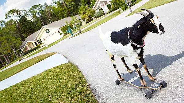 9. Florida'daki bu keçi kaykay sürerek Guinness Rekorlar Kitabı'na girdi.