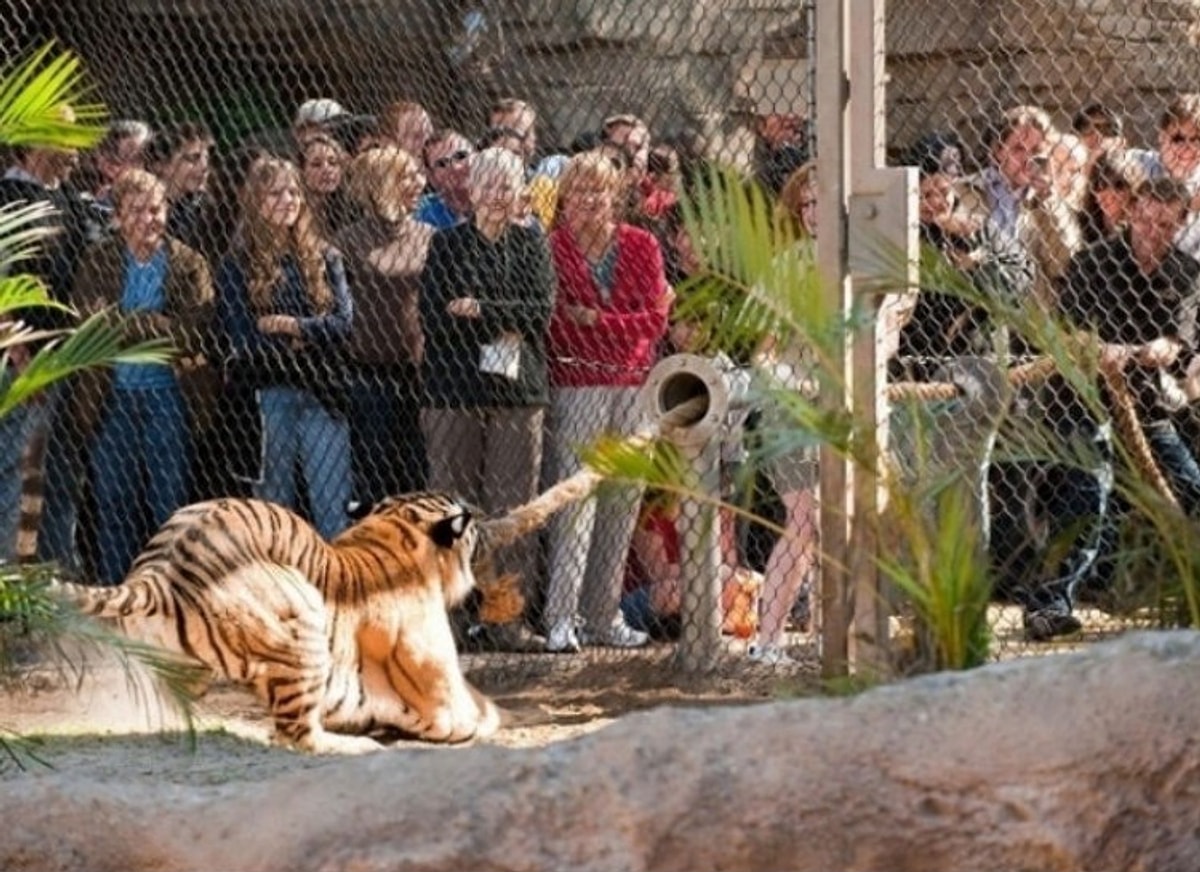 Zoo wars. Вольер тигра в Московском зоопарке. Люди в зоопарке. Зоопарк много животных. Фотосессия в зоопарке.