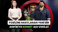 Karaktere Benzerliğiyle Dikkat Çeken 270 Milyon Yıllık "Kurbağa Kermit" Fosili Bir Müze Koleksiyonunda Bulundu