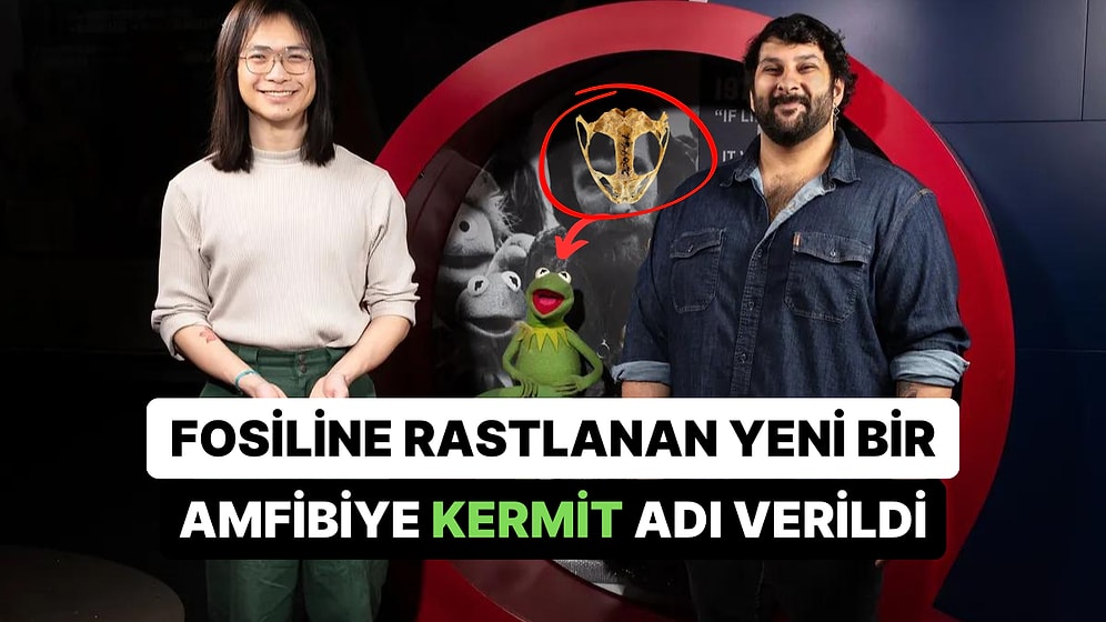 Karaktere Benzerliğiyle Dikkat Çeken 270 Milyon Yıllık "Kurbağa Kermit" Fosili Bir Müze Koleksiyonunda Bulundu