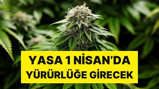 Bir Ülkede Daha Esrarın Kullanımı Yasallaştı: Yasa 1 Nisan'da Yürürlüğe Girecek
