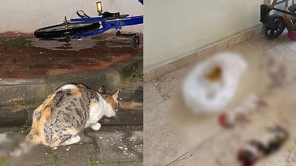 Yine Bursa yine yavru kedilerin başları kesildi. 2019 yılında Bursa'da bir sitenin bodrum katında beş kedi yavrusu vahşice katledilmiş halde bulunmuştu. Yıl 2024 oldu yine Bursa'da bir sitenin girişinde 6 yavru kedi vahşice katledildi.