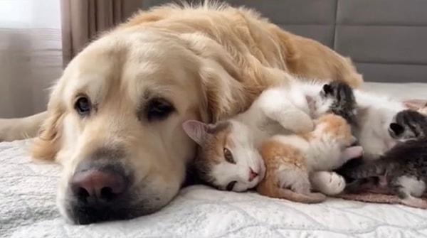 Şimdiyse kedi dostuna destek olma ve onu biraz olsun rahatlatma vaktiydi. İkili yavrular eşliğinde koyun koyuna yattı.