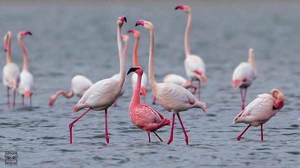 Exploring the Significance of Flamingo Milk: Vital Nutrients for Healthy Growth