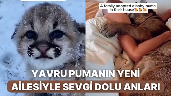 Yavru Bir Puma Sahiplenen Aile Yeni Dostları Büyürken Sevgi Dolu Anlara Ev Sahipliği Yaptılar