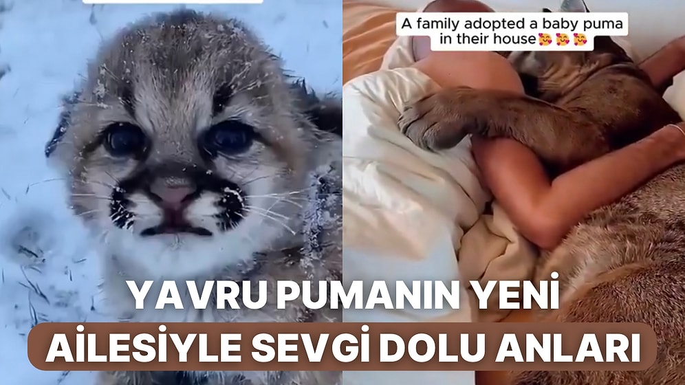 Yavru Bir Puma Sahiplenen Aile Yeni Dostları Büyürken Sevgi Dolu Anlara Ev Sahipliği Yaptılar