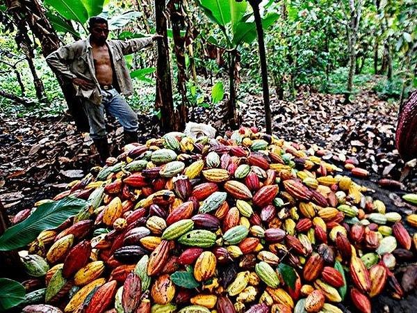 Analistler kakao piyasasında panik havasına dikkat çekiyor.