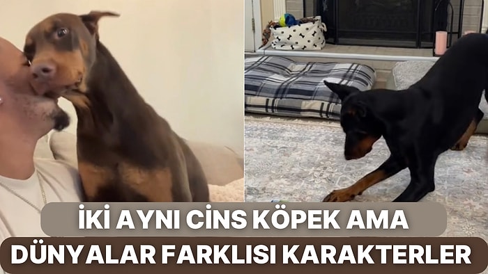 Doberman Cinsi İki Köpeğinin Zıt Karakterlerini Paylaşan Genç Adam Milyonlarca Kez İzlendi