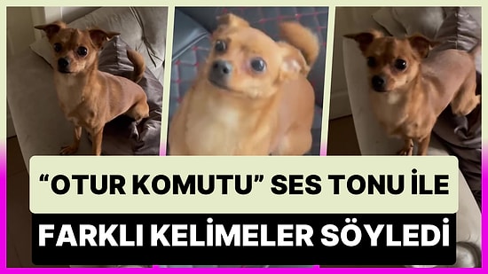 'Otur' Komutu Tonlaması ile Farklı Kelimeler Söyleyerek Köpeğini Test Eden Adam