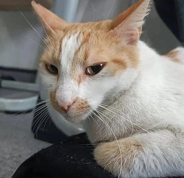 Kedinin ilk müdahalesinin Beşiktaş Belediyesi Rehabilite Merkezi tarafından yapıldığı, daha sonra ise okul yönetimi tarafından özel bir klinikte tedavisine devam edildiği öğrenildi.  Kedinin iki bacağının kırık olduğu ve iç kanama yaşadığı ifade edildi.