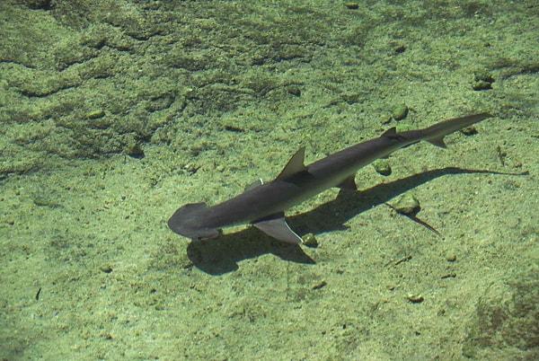 6. Bir çekiç başlı köpekbalığı türü, genellikle deniz çayırlarıyla beslenir.