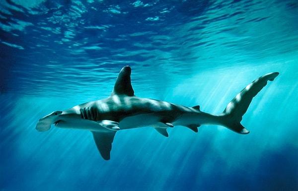 7. Çekiç kafalıların derinlik algısı diğer, köpekbalıklarına göre daha iyidir.