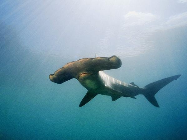 10. Kanat kafalı köpekbalığının bazı vahşi yönleri vardır.