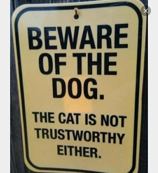 3. "Dikkat köpek! Kedi de çok güvenilir değil."