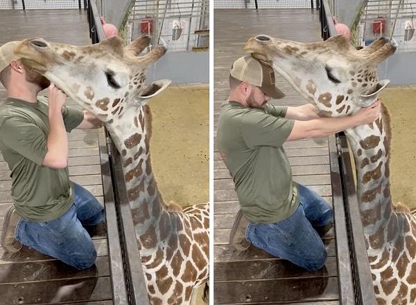Bir doktor, bir zürafanın boynuna kayropraktik tedavi uyguladığı anları paylaştı.