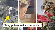 İlk Bakışta Anlam Veremeyerek Durup Dururken Beyninizin Ayarlarıyla Oynayan Birbirinden İlginç Görseller