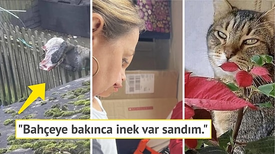 İlk Bakışta Anlam Veremeyerek Durup Dururken Beyninizin Ayarlarıyla Oynayan Birbirinden İlginç Görseller