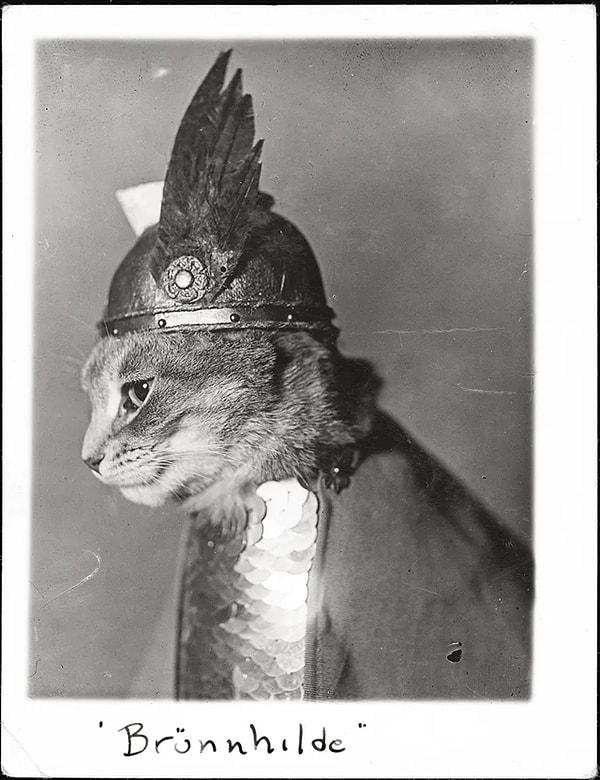 8. Kedi Brünnhilde'nin 1936'da Adolph E. Weidhaas tarafından çekilmiş fotoğrafı.