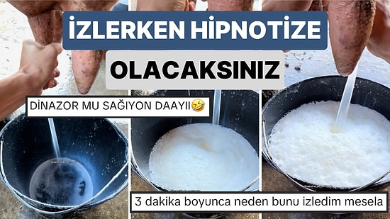ASMR Videosu Gibi! Bir Çiftlikteki İneğin Sağılma Anının Görüntülerini İzlerken Hipnotize Olacaksınız