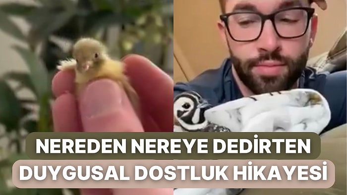 Bulduğu Kuş Yavrusunu Tüm Sabrı ve Sevgisiyle Büyüten Adama Minik Dostu Bir Sürpriz Yaptı