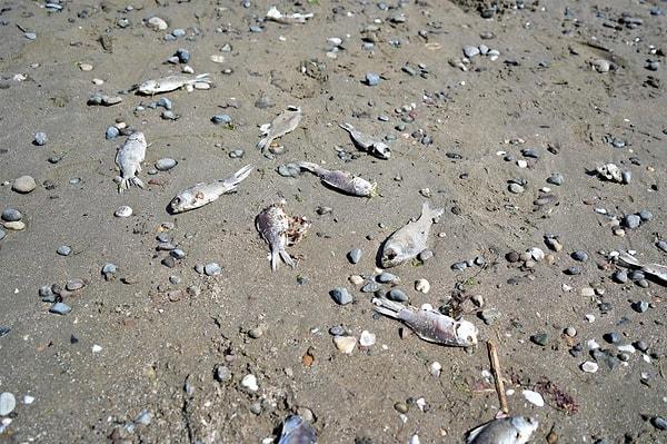 Kıyıya vuran ölü İsrail sazanlarından bazıları martı ve kedilere yem oldu.