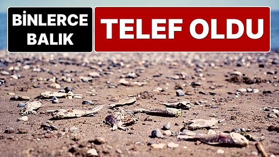 Tatlı Sulardan Gelen İsrail Sazanları, Karadeniz'e Girince Şok Geçirip Telef Oldu!