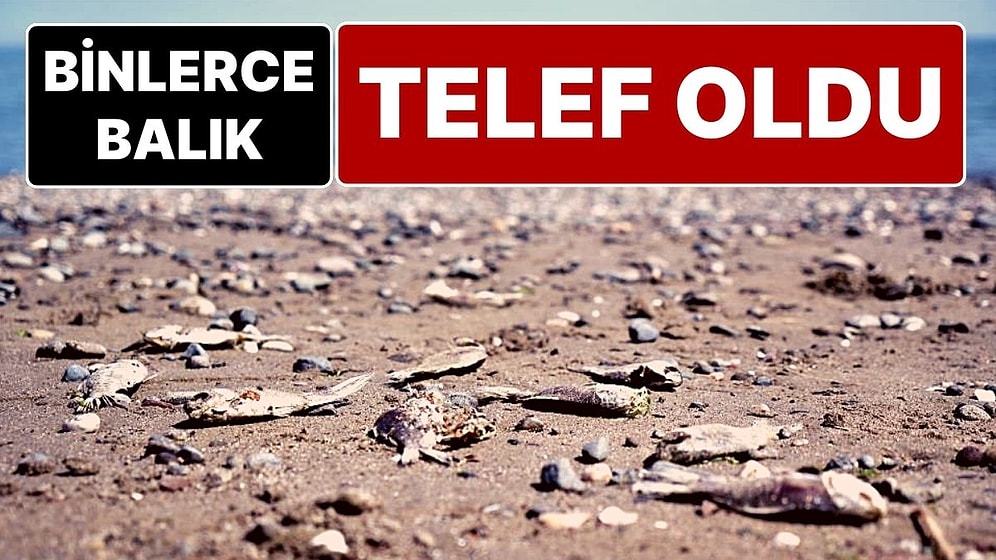Tatlı Sulardan Gelen İsrail Sazanları, Karadeniz'e Girince Şok Geçirip Telef Oldu!